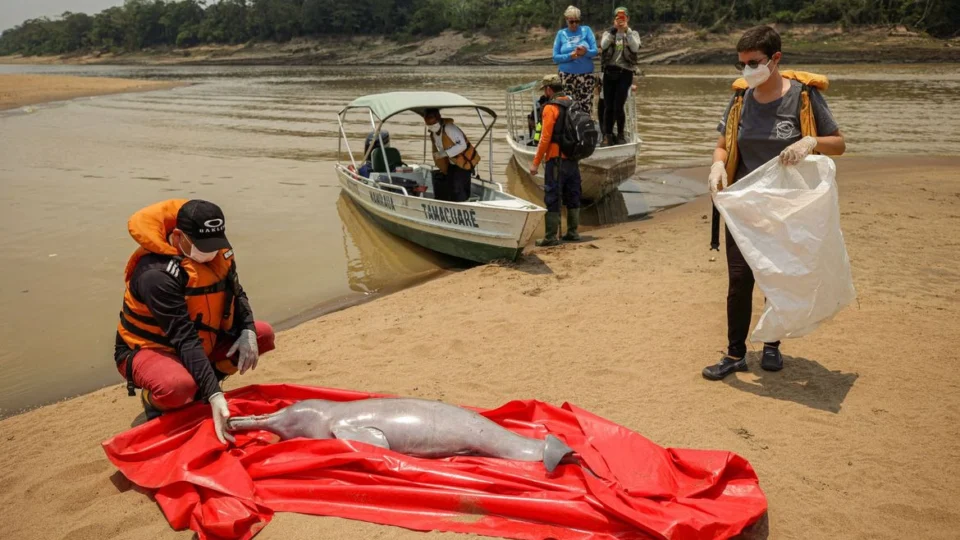 Botos: para evitar mortes, trechos quentes do Lago Tefé serão isolados
