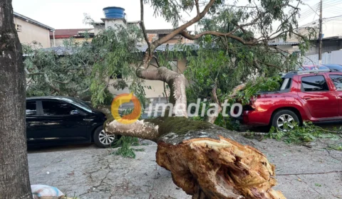 Árvore cai e atinge vários carros no bairro Parque Dez em Manaus