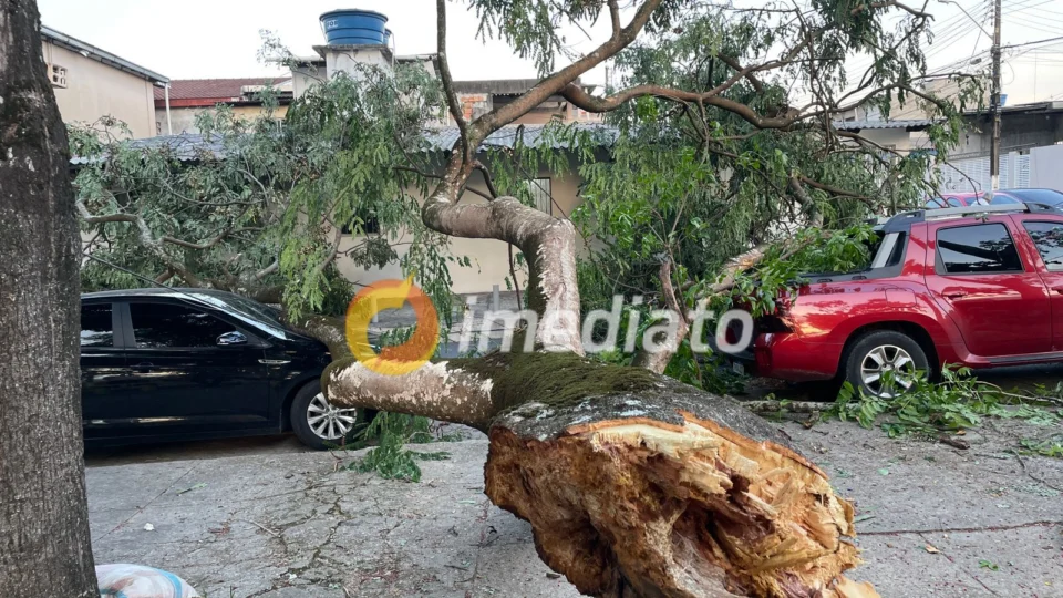 Árvore cai e atinge vários carros no bairro Parque Dez em Manaus