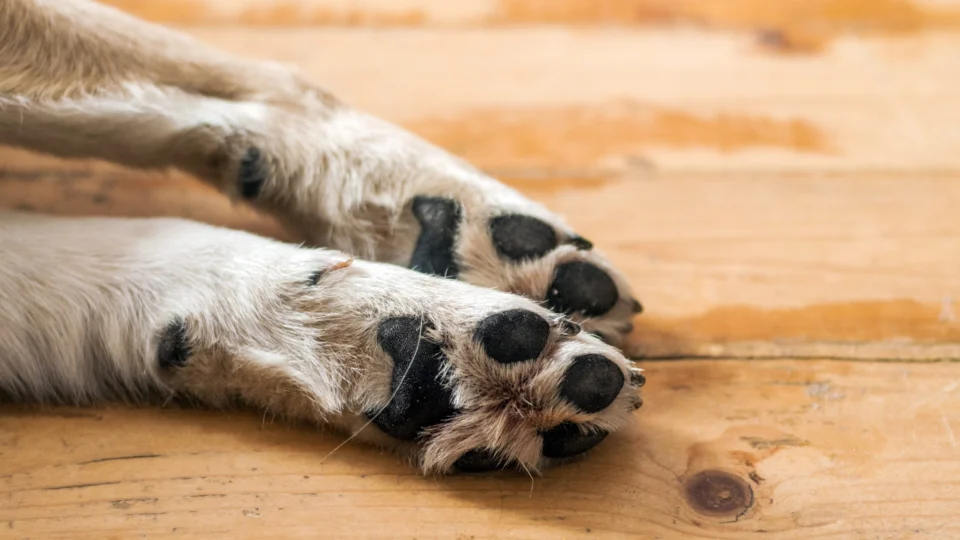 Crueldade: Homem arremessa filhote de cachorro do 2º andar de casa no Novo Israel