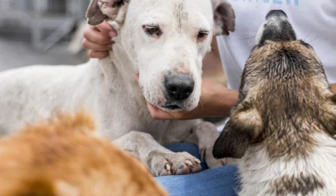 Ação oferta serviços gratuitos para pets neste domingo na zona norte de Manaus