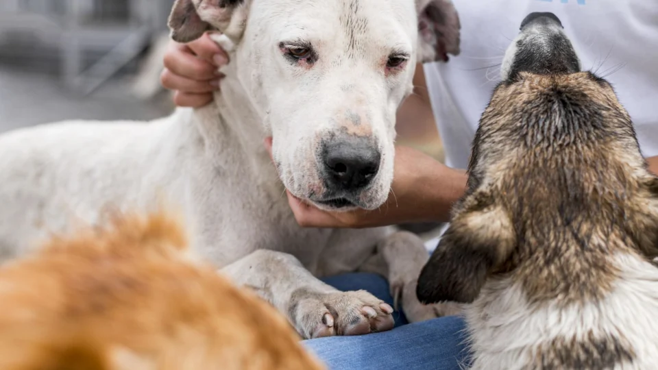 Ação oferta serviços gratuitos para pets neste domingo na zona norte de Manaus