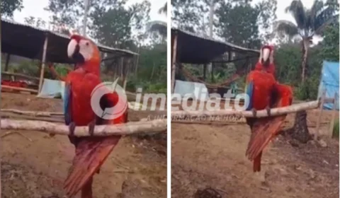 Veja Vídeos: Caçadores atiram em arara-vermelha e família pede ajuda em Iranduba