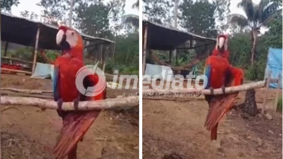 Veja Vídeos: Caçadores atiram em arara-vermelha e família pede ajuda em Iranduba