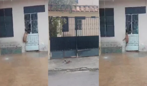 População denuncia abandono de animais em residência no Alvorada