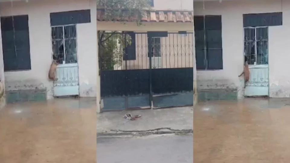 População denuncia abandono de animais em residência no Alvorada