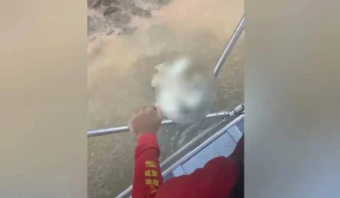 Cabeça é encontrada após homem ser devorado por jacaré em Goiás