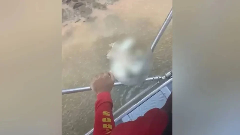 Cabeça é encontrada após homem ser devorado por jacaré em Goiás