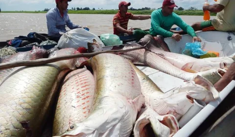 Associação oferta venda de pirarucu legal para um ‘Natal Amazônico’