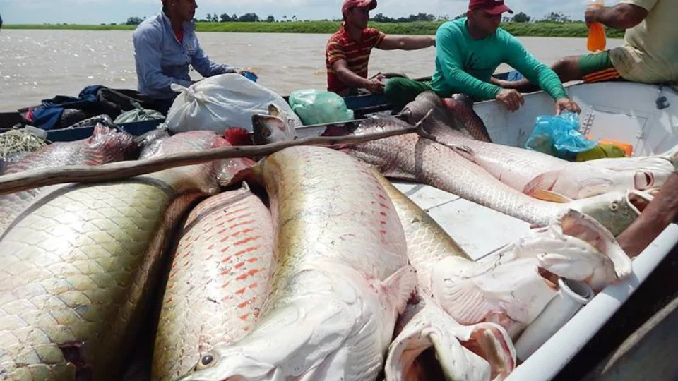 Associação oferta venda de pirarucu legal para um ‘Natal Amazônico’