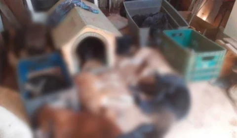 Cachorros morrem queimados, após vizinhos ameaçarem matá-los por causa dos latidos