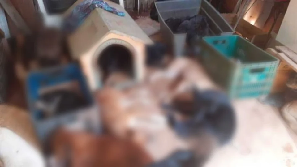 Cachorros morrem queimados, após vizinhos ameaçarem matá-los por causa dos latidos