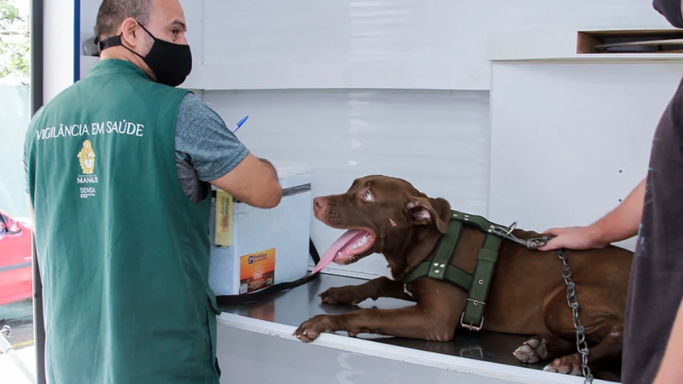 Confira o calendário para agendamentos de castração de cães e gatos em Manaus