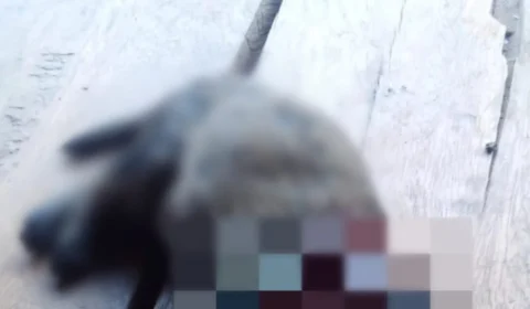 Homem é preso após arrancar cabeça de filhote de cachorro com as mãos