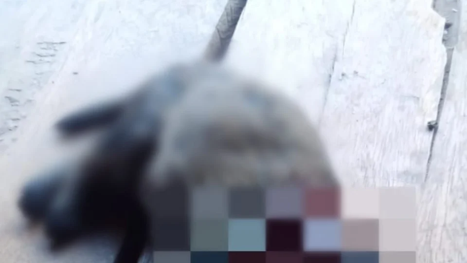 Homem é preso após arrancar cabeça de filhote de cachorro com as mãos