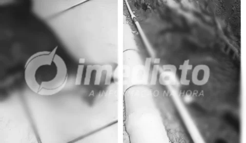 MISTÉRIO: mais de 10 gatos morrem envenenados no bairro Petrópolis