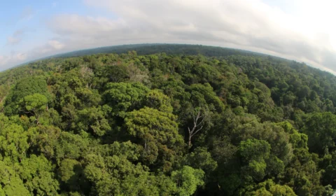 Desmatamento no Amazonas tem maior queda do ano em novembro, aponta Imazon