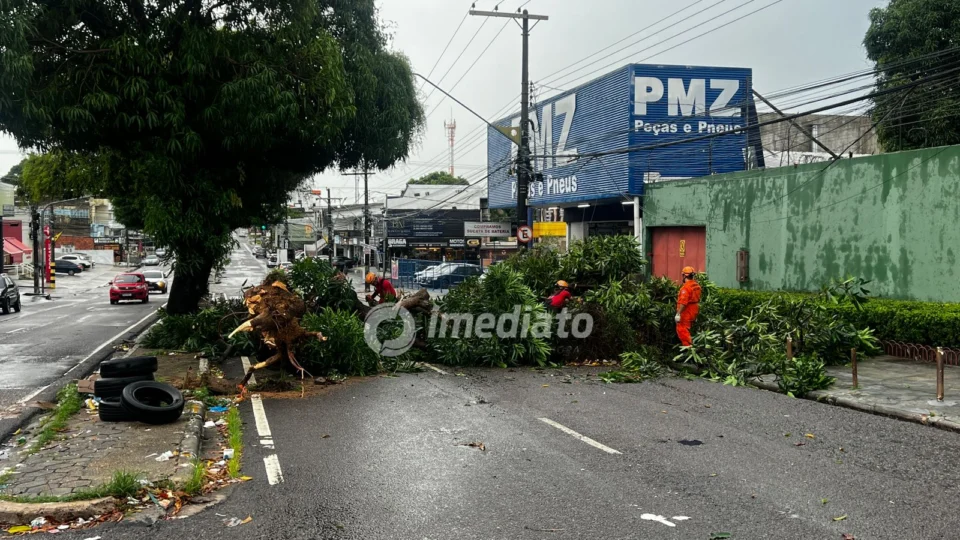 Temporal causa queda de árvore no bairro Cachoeirinha, zona sul de Manaus