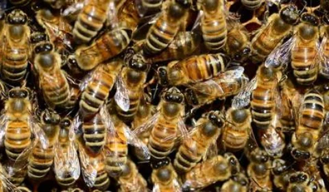 Ataque de abelhas mata idoso e deixa ao menos 12 feridos em asilo