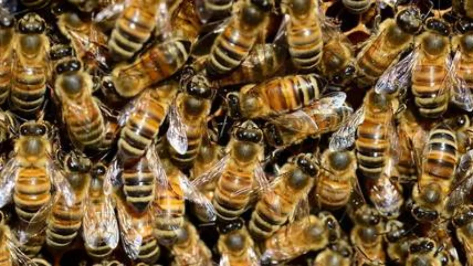 Ataque de abelhas mata idoso e deixa ao menos 12 feridos em asilo