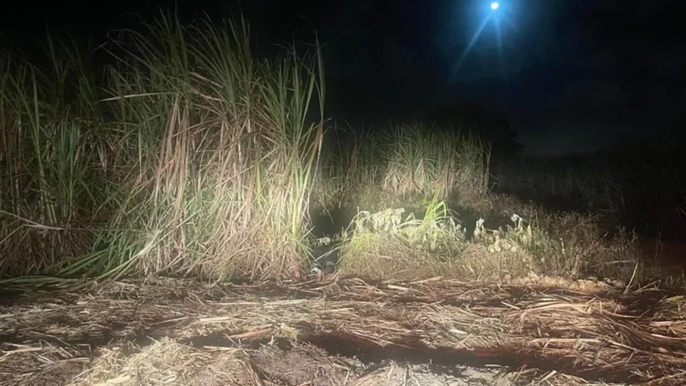 Homem mata “amigo” inquilino, lava casa e esconde corpo em canavial