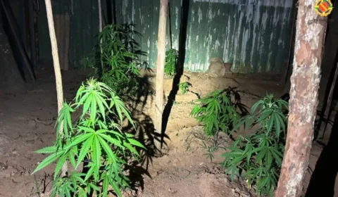 PMDF encontra plantação de maconha em quintal e prende traficantes