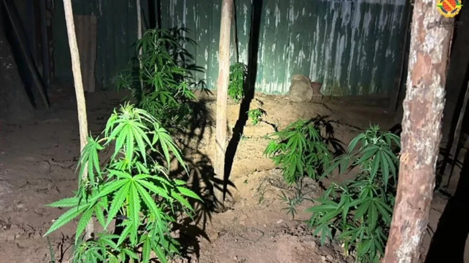 PMDF encontra plantação de maconha em quintal e prende traficantes
