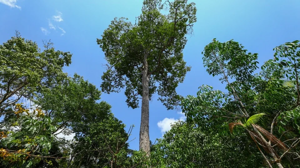 Amazonas fecha 2023 com redução de 65% nos alertas de desmatamento e 7,6% nos focos de calor