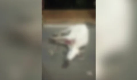 Vaca escapa e causa tumulto em Boa Vista; Veja vídeo