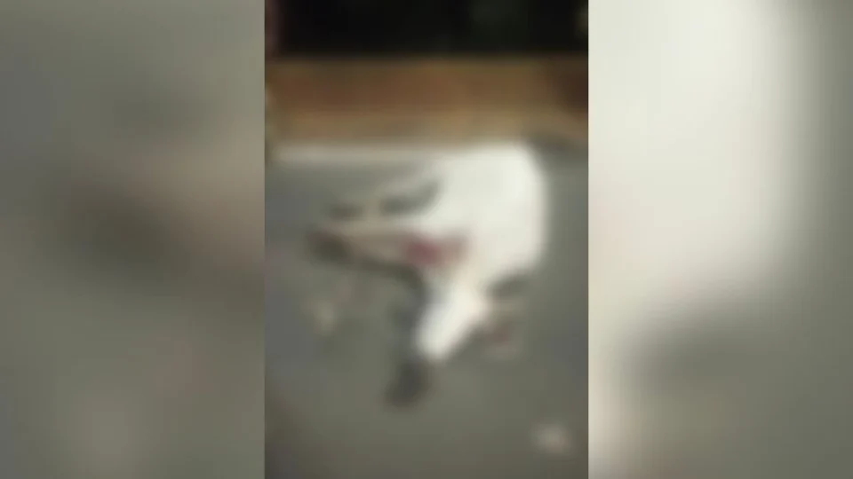 Vaca escapa e causa tumulto em Boa Vista; Veja vídeo