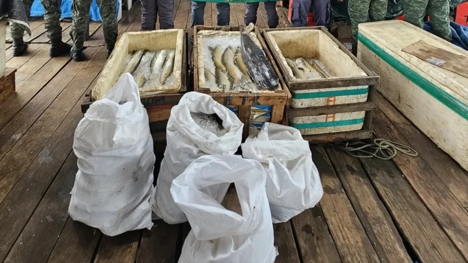 Cerca de 600 quilos de pescado ilegal são apreendidos na feira da Panair em Manaus