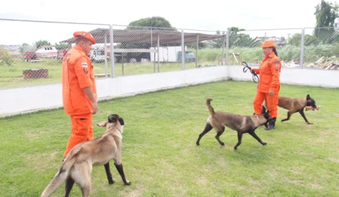 Corpo de Bombeiros treina cães para atuar em ocorrências de buscas e resgate
