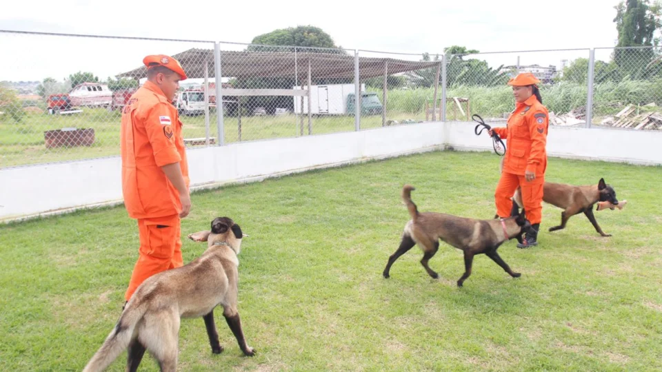 Corpo de Bombeiros treina cães para atuar em ocorrências de buscas e resgate