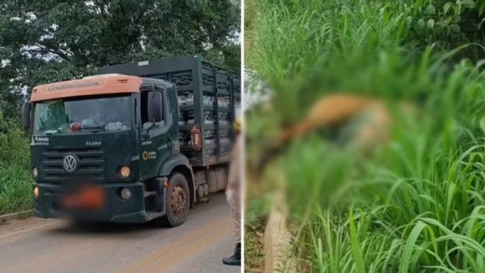 Menino morre atropelado por caminhão enquanto cavalgava com o pai