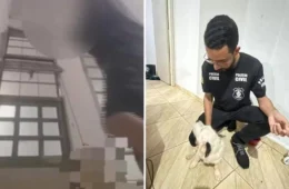 Adolescente é apreendido após enforcar cão e transmitir crime em live