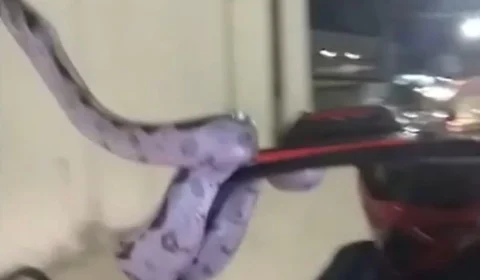 Motociclista é surpreendido por jiboia enrolada em sua moto