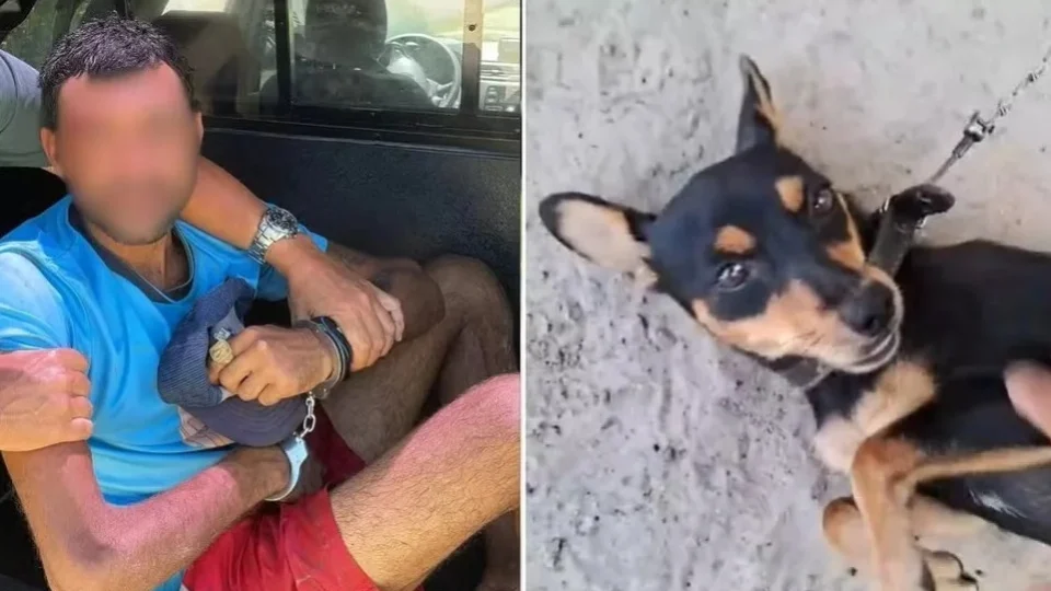 Homem é preso após tentar matar padrasto de 78 anos e deixar cadela sem andar