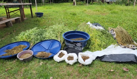 Trio é preso e plantação de maconha avaliada em cerca de R$ 300 mil é apreendida no AM