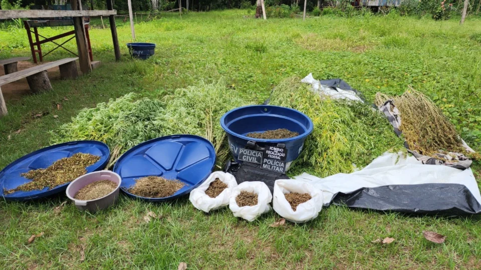 Trio é preso e plantação de maconha avaliada em cerca de R$ 300 mil é apreendida no AM
