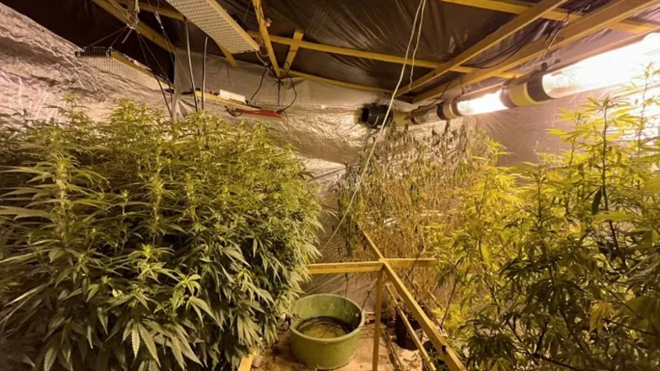 Laboratório de plantio de maconha é fechado e 40 mudas são apreendidas