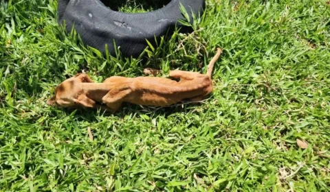 Filho é preso suspeito de maus-tratos contra mãe de 81 anos e cachorro