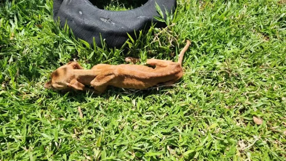 Filho é preso suspeito de maus-tratos contra mãe de 81 anos e cachorro