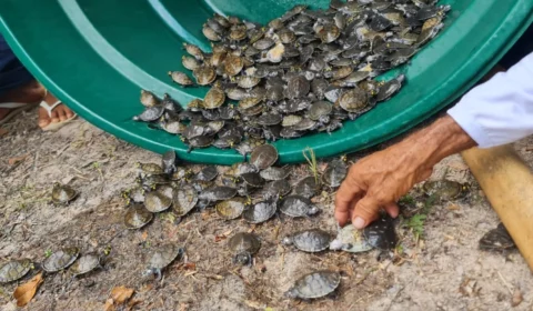 Mais de 600 filhotes de quelônios foram soltos na natureza durante ação no Amazonas