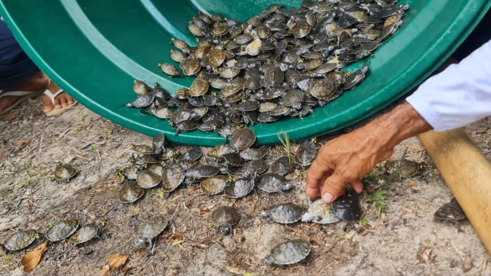 Mais de 600 filhotes de quelônios foram soltos na natureza durante ação no Amazonas