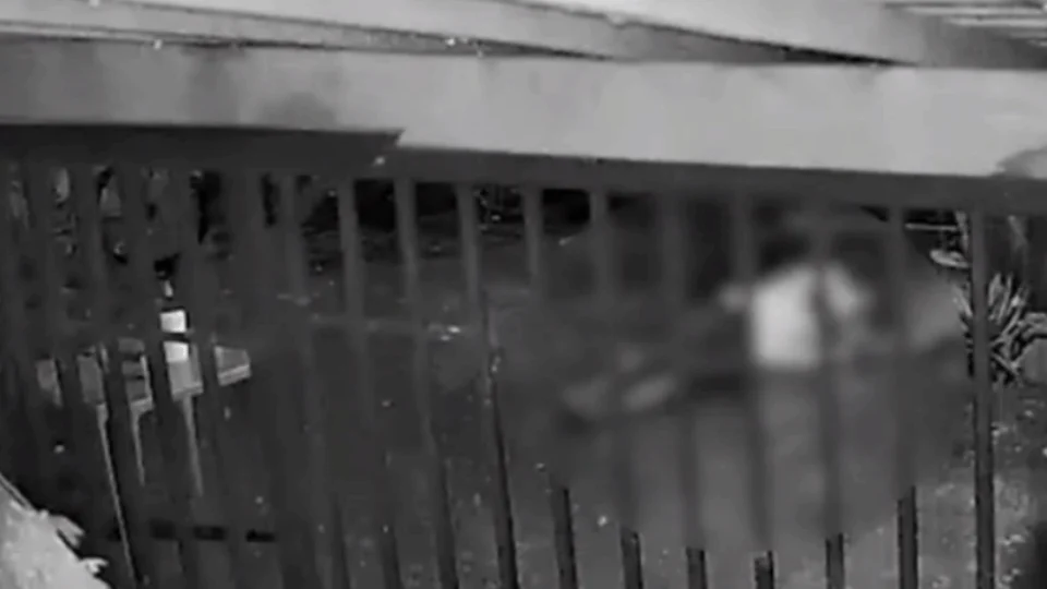 VEJA VÍDEO: genro é preso suspeito de matar a tiros o próprio sogro