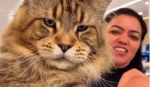 Gato brasileiro da raça Maine Coon pode ser o maior do mundo