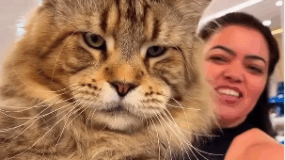 Gato brasileiro da raça Maine Coon pode ser o maior do mundo