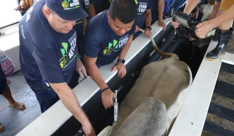 Amazonas inicia primeira etapa da última campanha de vacinação contra febre aftosa