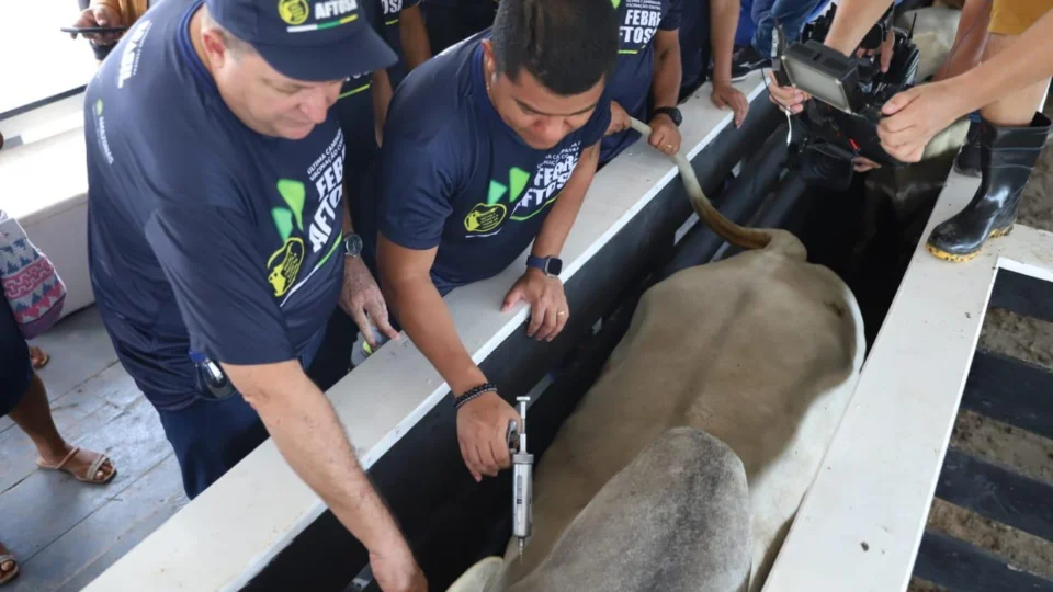 Amazonas inicia primeira etapa da última campanha de vacinação contra febre aftosa
