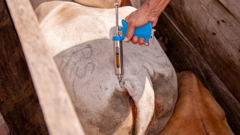 Campanha de Vacinação Contra Febre Aftosa em Boa Vista